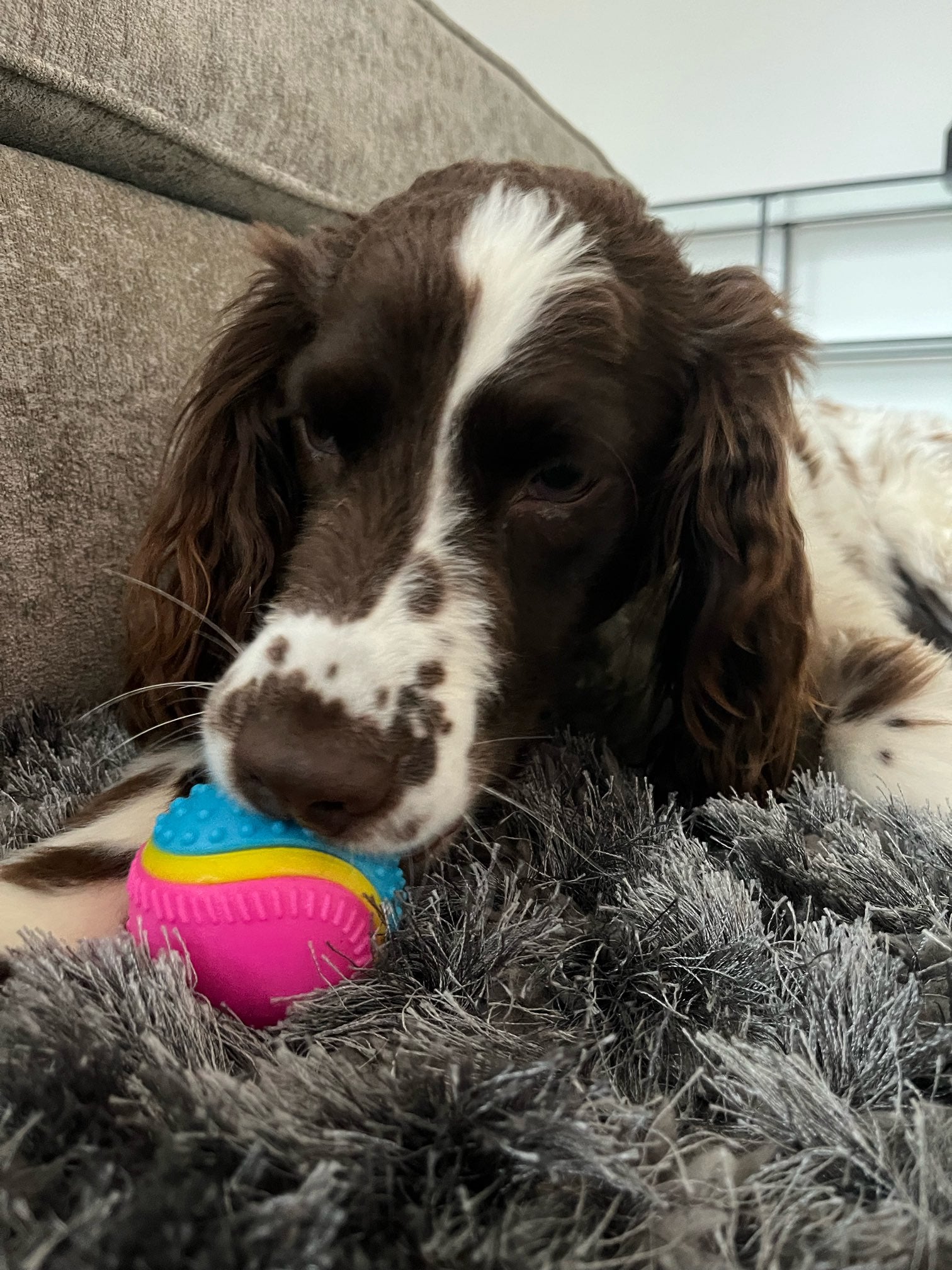 Five senses dog outlet ball